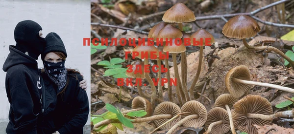 PSILOCYBIN Арсеньев
